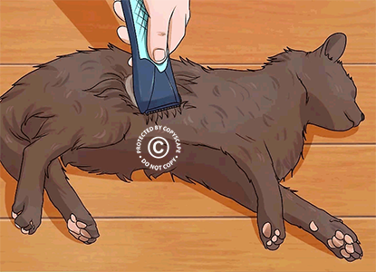 бритьё кошки